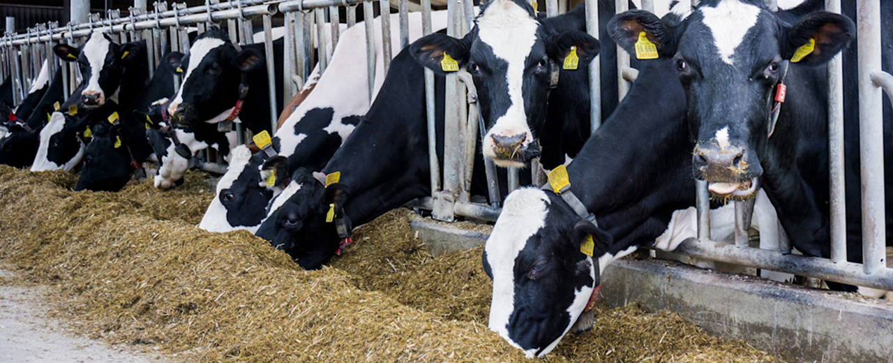 Мал аж ахуйн төслүүд